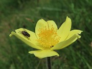 23 Pulsatilla alpina sulphurea con mosca ospite